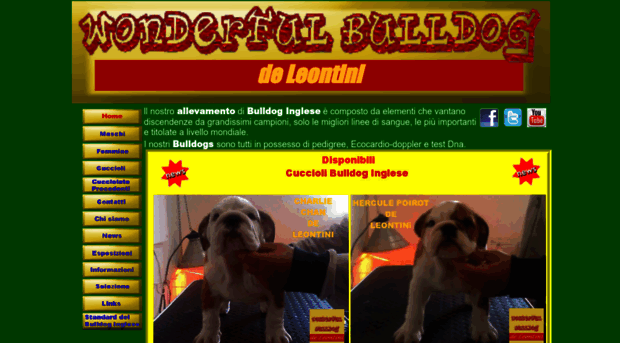 wonderfulbulldog.com