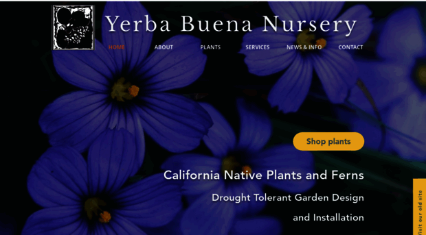 yerbabuenanursery.com