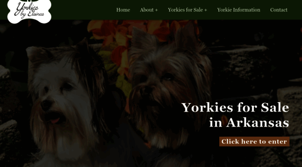 yorkiesbyelainea.com