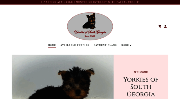 yorkiesofsga.com