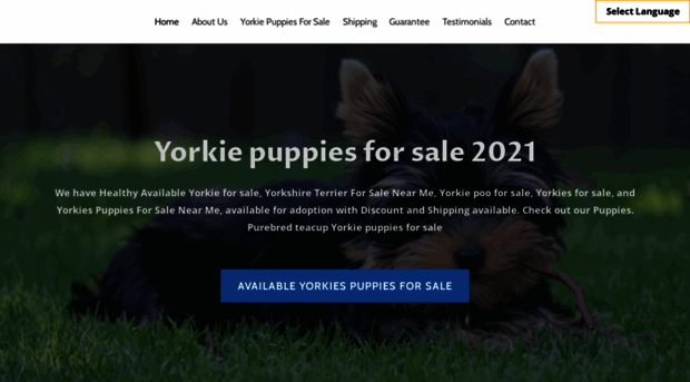 yorkiespuppiessale.com