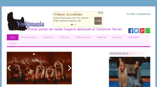 yorkimania.es