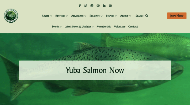 yubasalmonnow.org