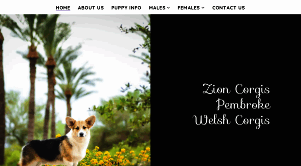 zioncorgis.com